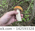 Fresh edible boletus mushrooms in forest 142593328