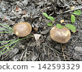 Fresh edible boletus mushrooms in forest 142593329