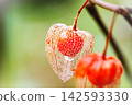 一盞半透明的中國燈籠，上面有水滴 142593330