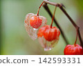 一盞半透明的中國燈籠，上面有水滴 142593331