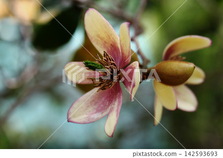 玉蘭花 142593693