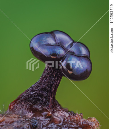 Wasp's Nest Slime Mold - Metatrichia vesparia Wasp's Nest Slime Mold - Metatrichia vesparia 142593749