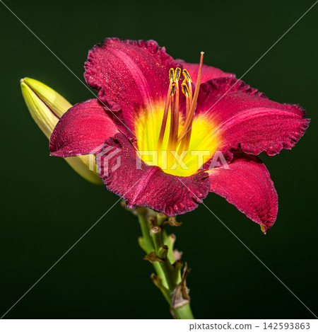 Vibrant Burgundy Daylily Flower on Dark Green Background Vibrant Burgundy Daylily Flower on Dark Green Background 142593863