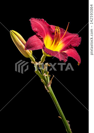 Vibrant Burgundy Daylily Flower on Solid Black Background Vibrant Burgundy Daylily Flower on Solid Black Background 142593864