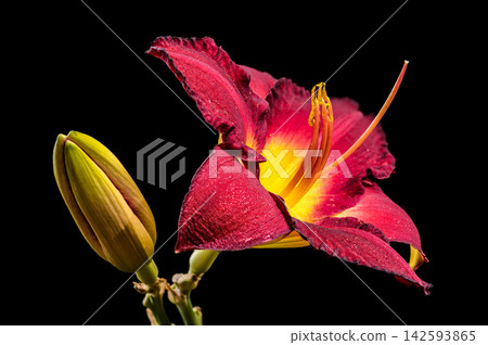 Vibrant Burgundy Daylily Flower on Solid Black Background Vibrant Burgundy Daylily Flower on Solid Black Background 142593865