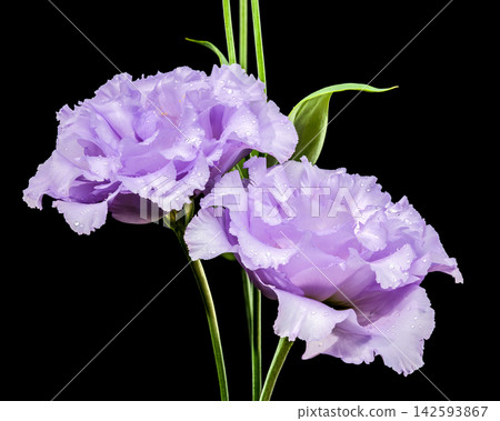 Purple Eustoma Flowers With Water Drops On Black Background Purple Eustoma Flowers With Water Drops On Black Background 142593867