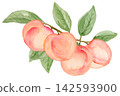 Watercolor 4 Ripe Peaches on a Branch Isolated Background Traditionally Hand Drawn and Painted 142593900