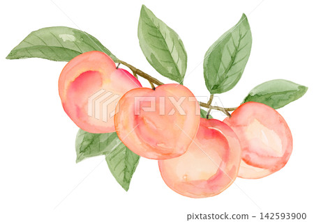 Watercolor 4 Ripe Peaches on a Branch Isolated Background Traditionally Hand Drawn and Painted Watercolor 4 Ripe Peaches on a Branch Isolated Background Traditionally Hand Drawn and Painted 142593900