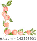 Ripe Peach Cluster Corner Border on Branch Watercolor Isolated Background Traditionally Hand Painted 142593901