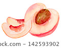 Watercolor Half Peach with Pit and Two Wedges Isolated Background Traditionally Hand Drawn and Painted 142593902