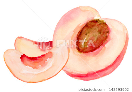 Watercolor Half Peach with Pit and Two Wedges Isolated Background Traditionally Hand Drawn and Painted Watercolor Half Peach with Pit and Two Wedges Isolated Background Traditionally Hand Drawn and Painted 142593902