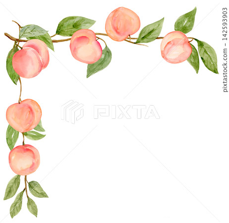 Watercolor Peach Corner Border on Branch Isolated Background Traditionally Hand Painted Watercolor Peach Corner Border on Branch Isolated Background Traditionally Hand Painted 142593903