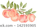 Watercolor Peach Traditional Hand Painted on Paper 142593905