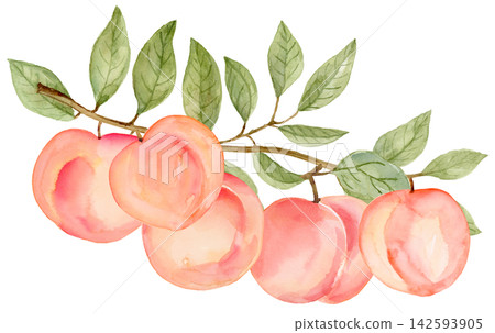 Watercolor Peach Traditional Hand Painted on Paper Watercolor Peach Traditional Hand Painted on Paper 142593905