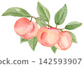 Watercolor 3 Peaches on a Branch Isolated Background Traditionally Hand Painted 142593907