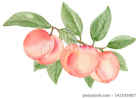 Watercolor 3 Peaches on a Branch Isolated Background Traditionally Hand Painted Watercolor 3 Peaches on a Branch Isolated Background Traditionally Hand Painted 142593907
