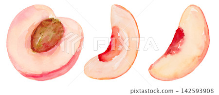 Watercolor Peach Half and Slices Small Collection Set Isolated Background Traditionally Hand Painted Watercolor Peach Half and Slices Small Collection Set Isolated Background Traditionally Hand Painted 142593908