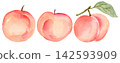 Watercolor Peach and Leaves Small Collection Set of 3 Isolated Background Traditionally Hand Painted 142593909