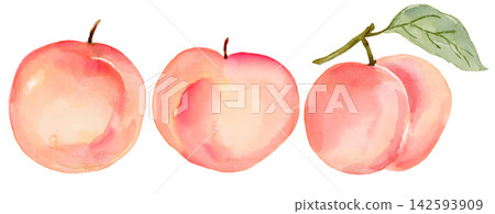 Watercolor Peach and Leaves Small Collection Set of 3 Isolated Background Traditionally Hand Painted Watercolor Peach and Leaves Small Collection Set of 3 Isolated Background Traditionally Hand Painted 142593909