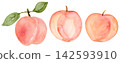 Watercolor Ripe Peach and Leaves Small Collection Set Isolated Background Traditionally Hand Painted 142593910
