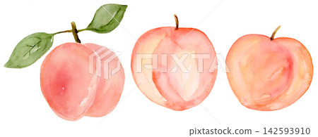 Watercolor Ripe Peach and Leaves Small Collection Set Isolated Background Traditionally Hand Painted Watercolor Ripe Peach and Leaves Small Collection Set Isolated Background Traditionally Hand Painted 142593910