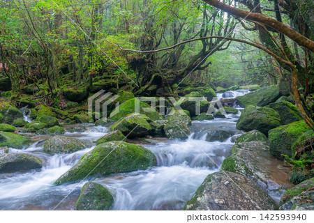 Yakushima Shiratani Unsuikyo Gorge: A gorge shrouded in mist (winter) Yakushima Shiratani Unsuikyo Gorge: A gorge shrouded in mist (winter) 142593940