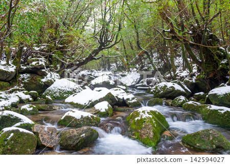 Winter in Shiratani Unsuikyo Gorge, Yakushima Island: A Gorge of Extreme Cold Winter in Shiratani Unsuikyo Gorge, Yakushima Island: A Gorge of Extreme Cold 142594027