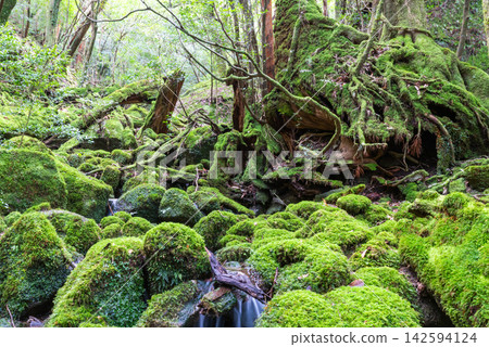Yakushima Shiratani Unsuikyo Gorge: A stream with beautiful moss (winter) Yakushima Shiratani Unsuikyo Gorge: A stream with beautiful moss (winter) 142594124