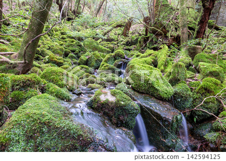 Yakushima Shiratani Unsuikyo Gorge: A stream with beautiful moss (winter) Yakushima Shiratani Unsuikyo Gorge: A stream with beautiful moss (winter) 142594125