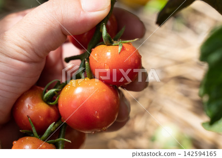 A man harvests ripe, wet tomatoes from his home garden (July). A man harvests ripe, wet tomatoes from his home garden (July). 142594165