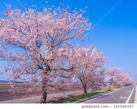 On a clear spring morning, a view of the straight road and cherry blossom trees along the Tsukuba Rinrin Road, seen from near the Fujisawa rest stop. 142594187