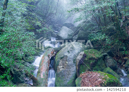Yakushima Shiratani Unsuikyo Gorge: A gorge shrouded in mist (winter) Yakushima Shiratani Unsuikyo Gorge: A gorge shrouded in mist (winter) 142594218