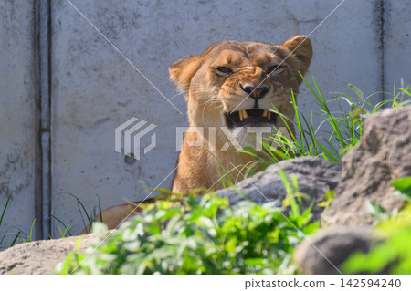 Funny faces of female lions Funny faces of female lions 142594240