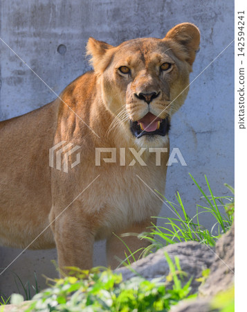 The gaze of a female lion The gaze of a female lion 142594241