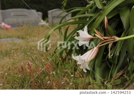 Old Fashioned Crinum Lily in Rural East Texas Cemetery Old Fashioned Crinum Lily in Rural East Texas Cemetery 142594253