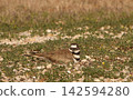 Killdeer Bird Sitting on Nest of Eggs on Ground 142594280
