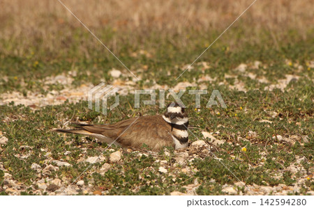Killdeer Bird Sitting on Nest of Eggs on Ground 142594280