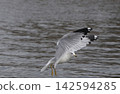 Ring-billed gull at Lake Tyler Marina In East Texas 142594285