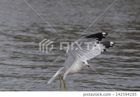 Ring-billed gull at Lake Tyler Marina In East Texas Ring-billed gull at Lake Tyler Marina In East Texas 142594285