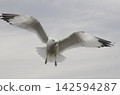Ring-billed gull at Lake Tyler Marina In East Texas 142594287
