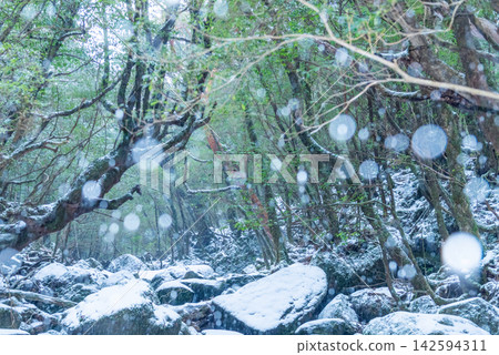 Yakushima Shiratani Unsuikyo Gorge: A snow-covered gorge (winter) Yakushima Shiratani Unsuikyo Gorge: A snow-covered gorge (winter) 142594311