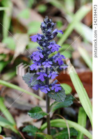 Ajuga Ajuga 142594473