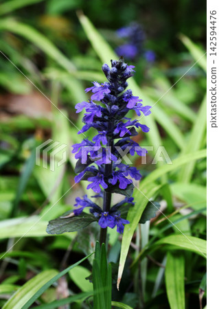 Ajuga Ajuga 142594476