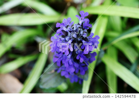 Ajuga Ajuga 142594478