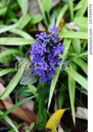 Ajuga Ajuga 142594479