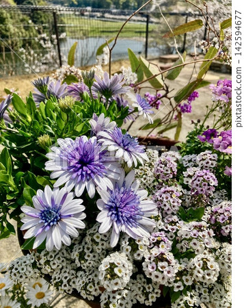 水邊花園,點綴著紫色和白色的花朵。 水邊花園,點綴著紫色和白色的花朵。 142594677