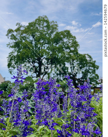 藍天紫花點綴著花田。 藍天紫花點綴著花田。 142594679