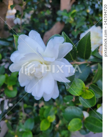 “綠葉間盛開的白色山茶花” “綠葉間盛開的白色山茶花” 142594720