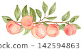 Watercolor 5 Peaches Border Divider on a Long Branch Isolated Background Traditionally Hand Painted 142594863