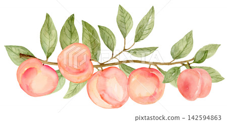 Watercolor 5 Peaches Border Divider on a Long Branch Isolated Background Traditionally Hand Painted Watercolor 5 Peaches Border Divider on a Long Branch Isolated Background Traditionally Hand Painted 142594863